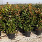 Magnolia Grandiflora Gallissoniensis