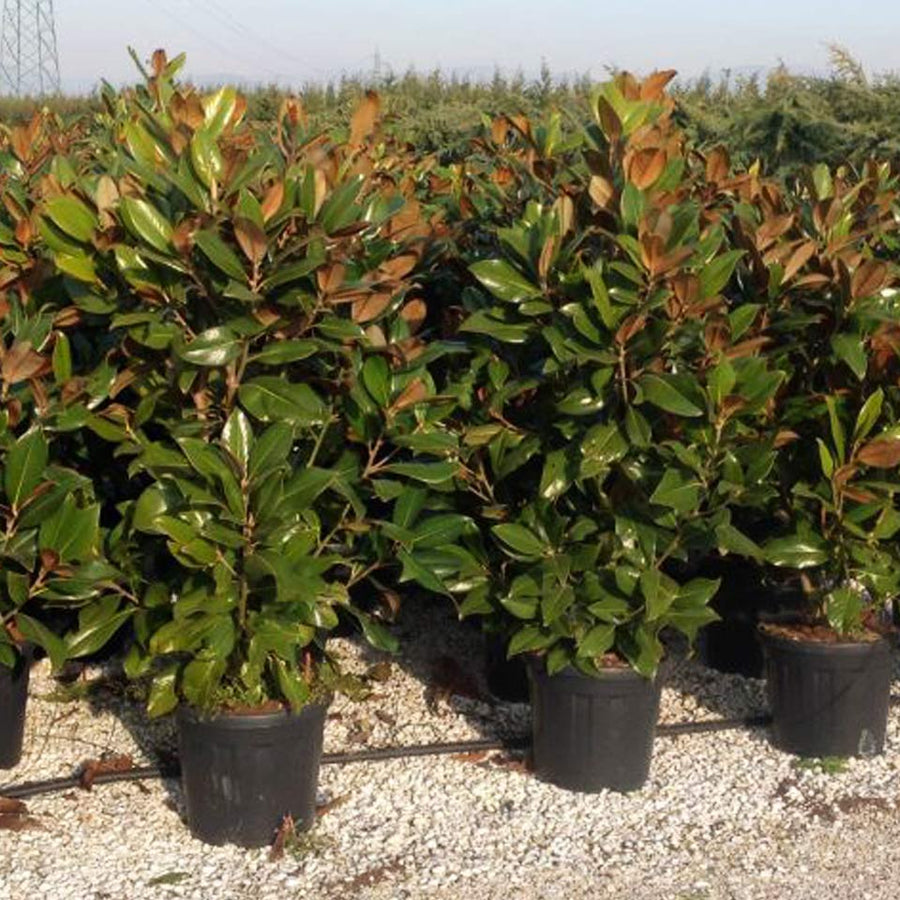 Magnolia Grandiflora Gallissoniensis