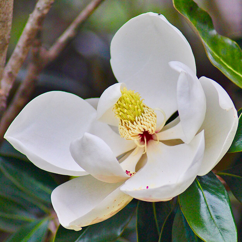 Magnolia Grandiflora Gallissoniensis
