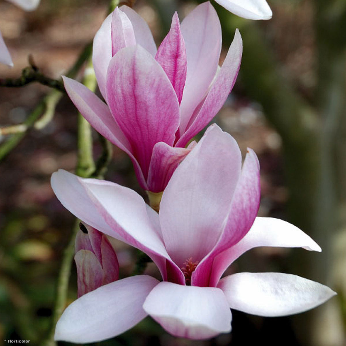 Magnolia Soulangeana