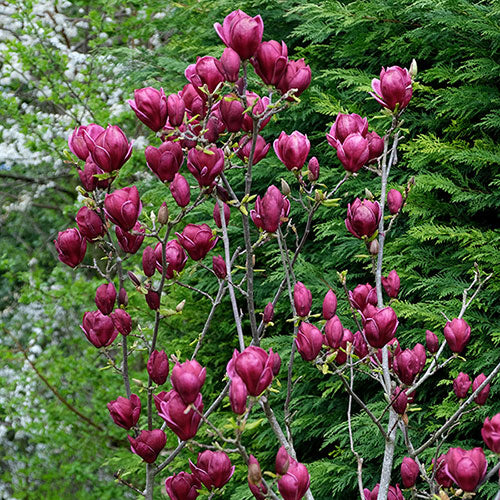 Magnolia 'Genie' &reg;