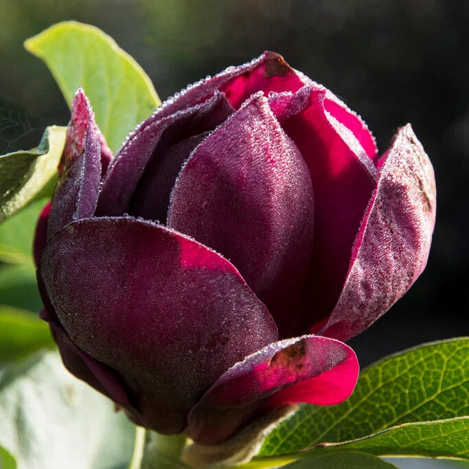 Magnolia 'Genie' &reg;