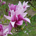 Magnolia liliiflora 'Susan'