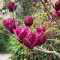 Magnolia × soulangeana 'Genie'