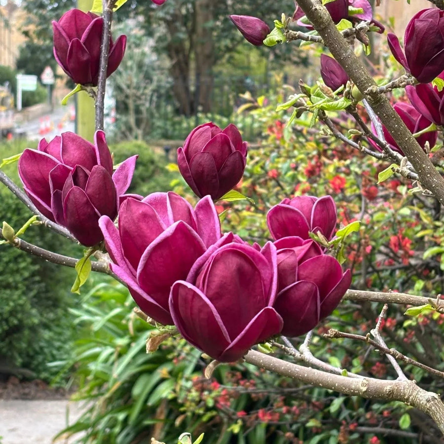 Magnolia × soulangeana 'Genie'