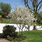 Malus 'Evereste'