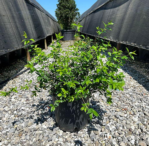 Myrtus Communis