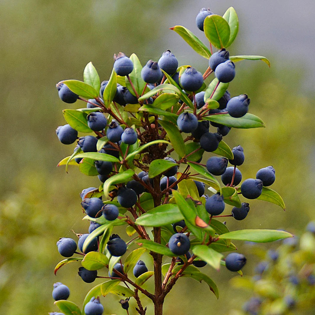 Myrtus Communis