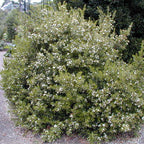 Myrtus communis subsp. tarentina