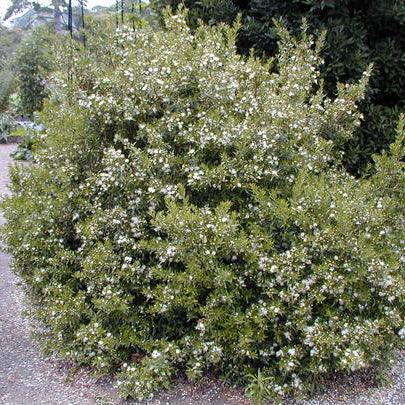 Myrtus communis subsp. tarentina