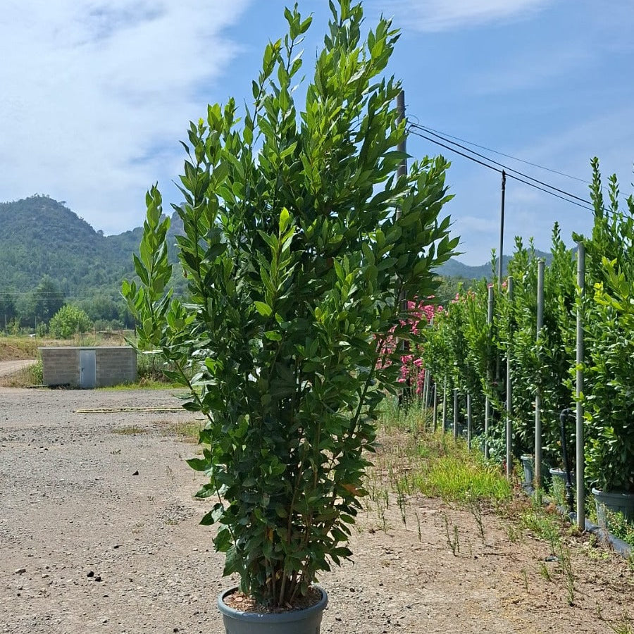 Laurus nobilis