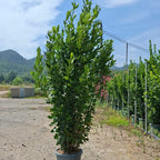 Laurus nobilis