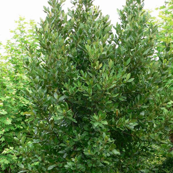 Laurus nobilis