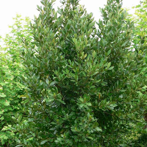 Laurus nobilis