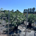 Nerium oleander (Blanco)
