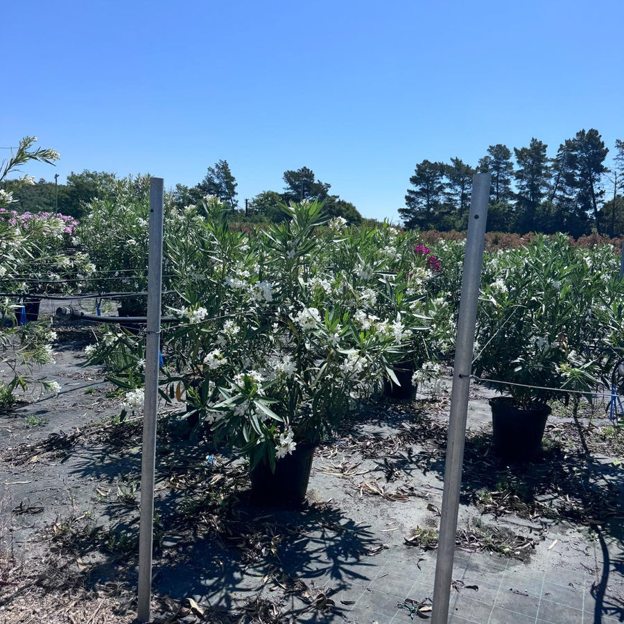 Nerium oleander (Blanco)