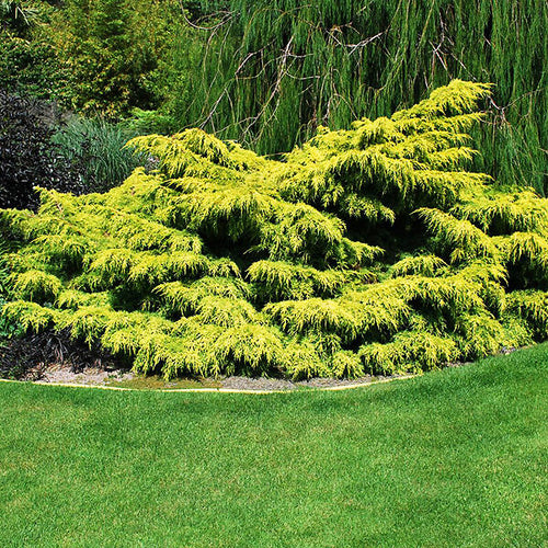 Juniperus pfitzeriana 'Old Gold'