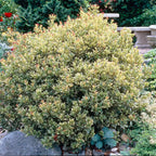 Green bush in a garden setting with a stone bench and plants in the background