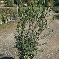 Phillyrea Angustifolia