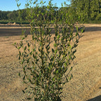 Phillyrea Angustifolia