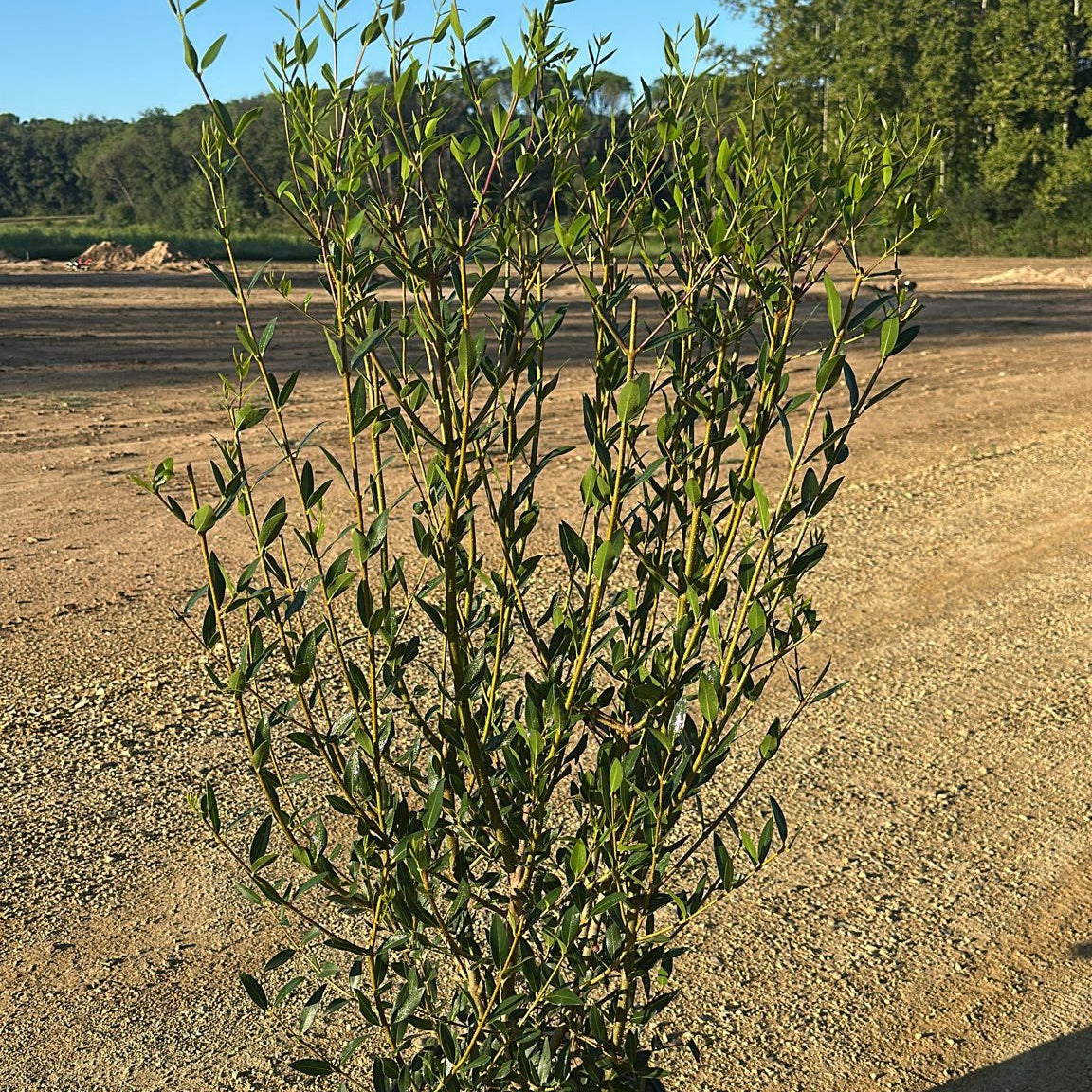 Phillyrea Angustifolia