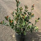 Photinia Little "Red Robin"
