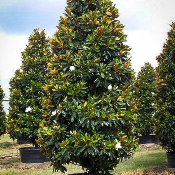 Magnolia Grandiflora | Cepellón