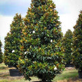 Magnolia Grandiflora | Cepellón