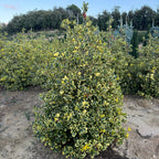 Ilex Altaclerensis "Golden King" (Piramide) | Cepellón