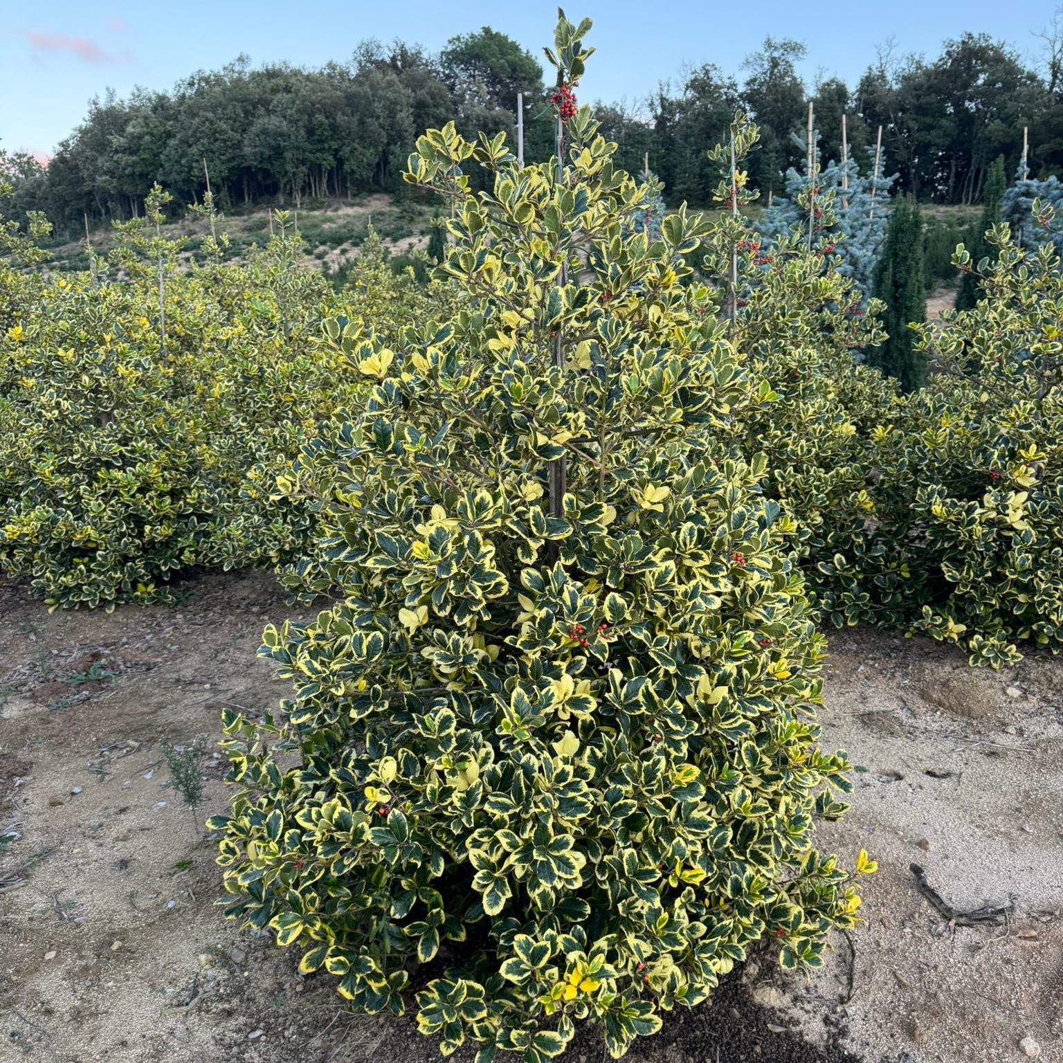 Ilex Altaclerensis "Golden King" (Piramide) | Cepellón