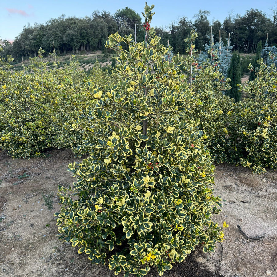 Ilex Altaclerensis "Golden King" (Piramide) | Cepellón