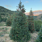 Ilex Nellie R.Stevens (Piramide) | Cepellón