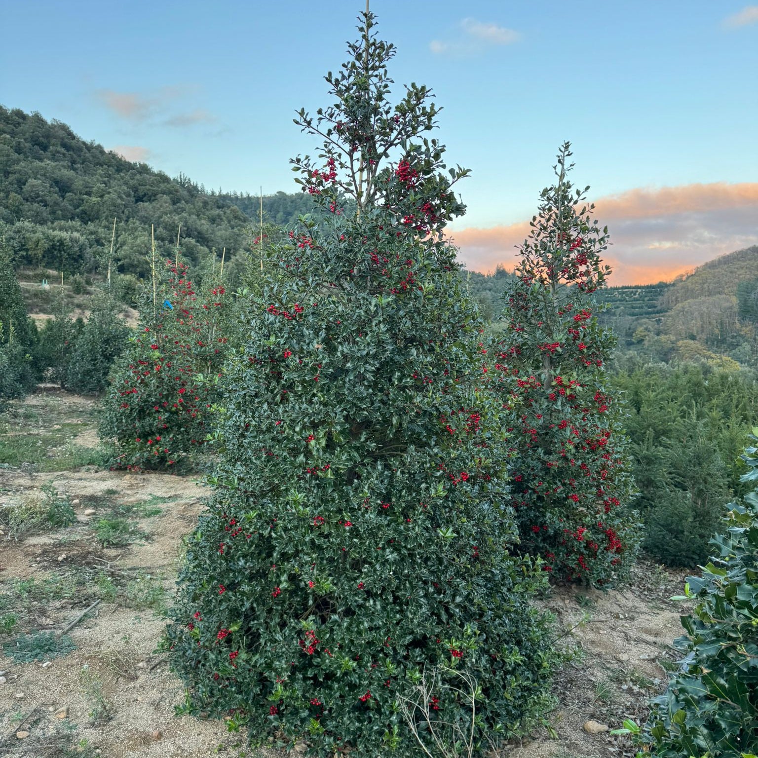 Ilex Nellie R.Stevens (Piramide) | Cepellón