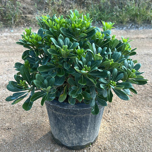 Pitosporum Tob. Nana