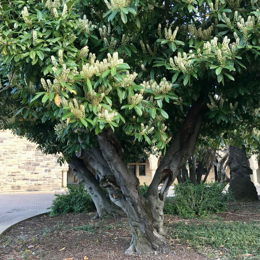 Prunus Laurocerasus