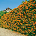 Pyracantha
