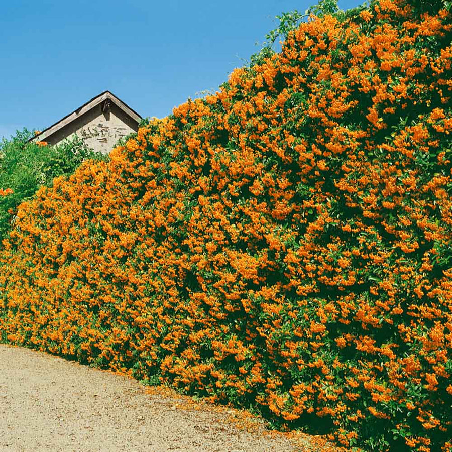 Pyracantha