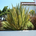 Phormium tenax 'Variegatum'