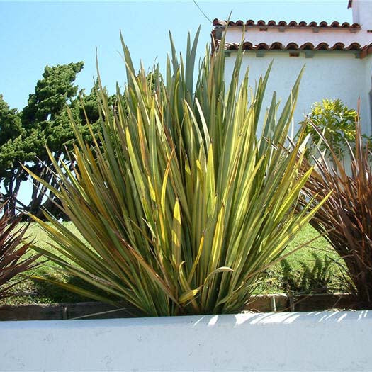 Phormium tenax 'Variegatum'