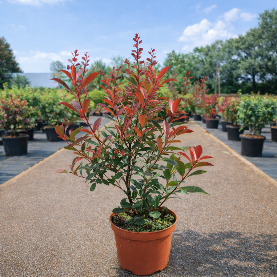 Photinia Fraseri Carre Rouge