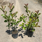 Photinia × fraseri 'Red Robin'