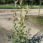 Photinia × fraseri 'Red Robin'