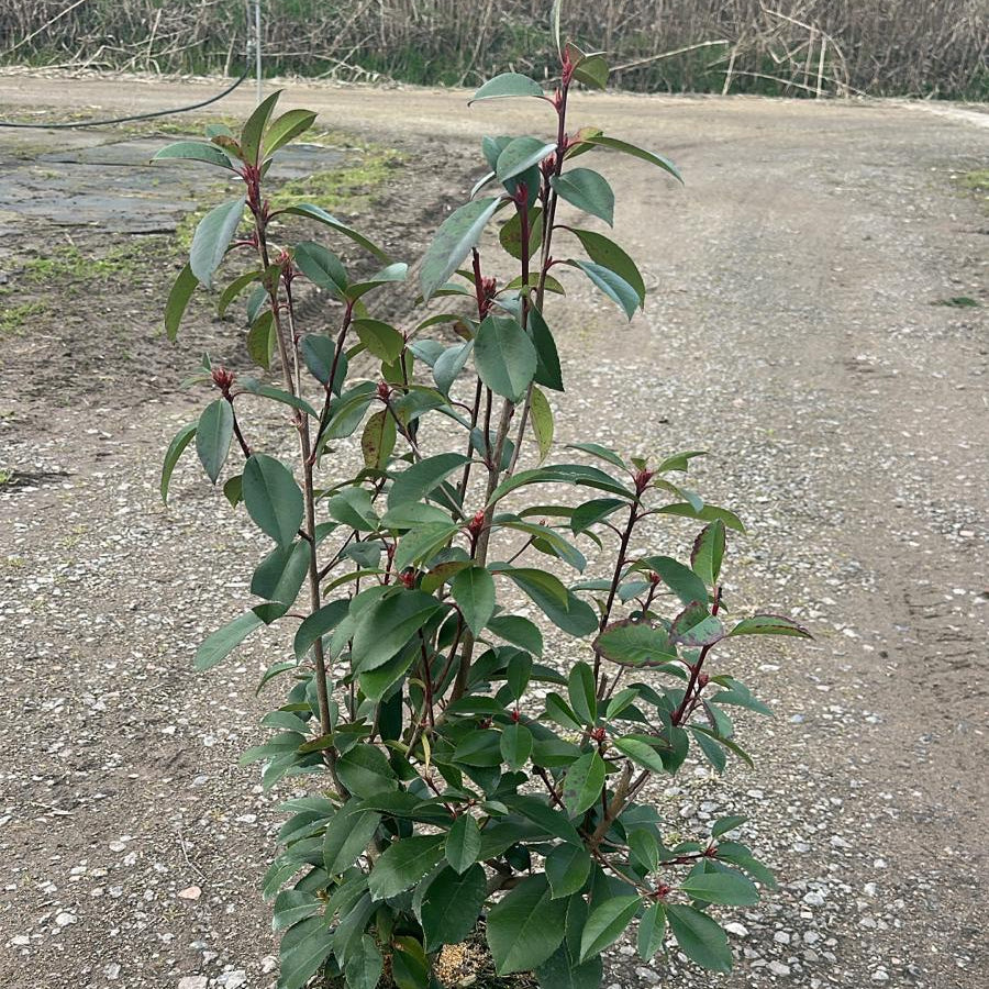 Photinia × fraseri 'Red Robin'