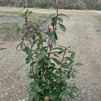 Photinia × fraseri 'Red Robin'