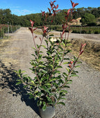 Photinia × fraseri 'Red Robin'