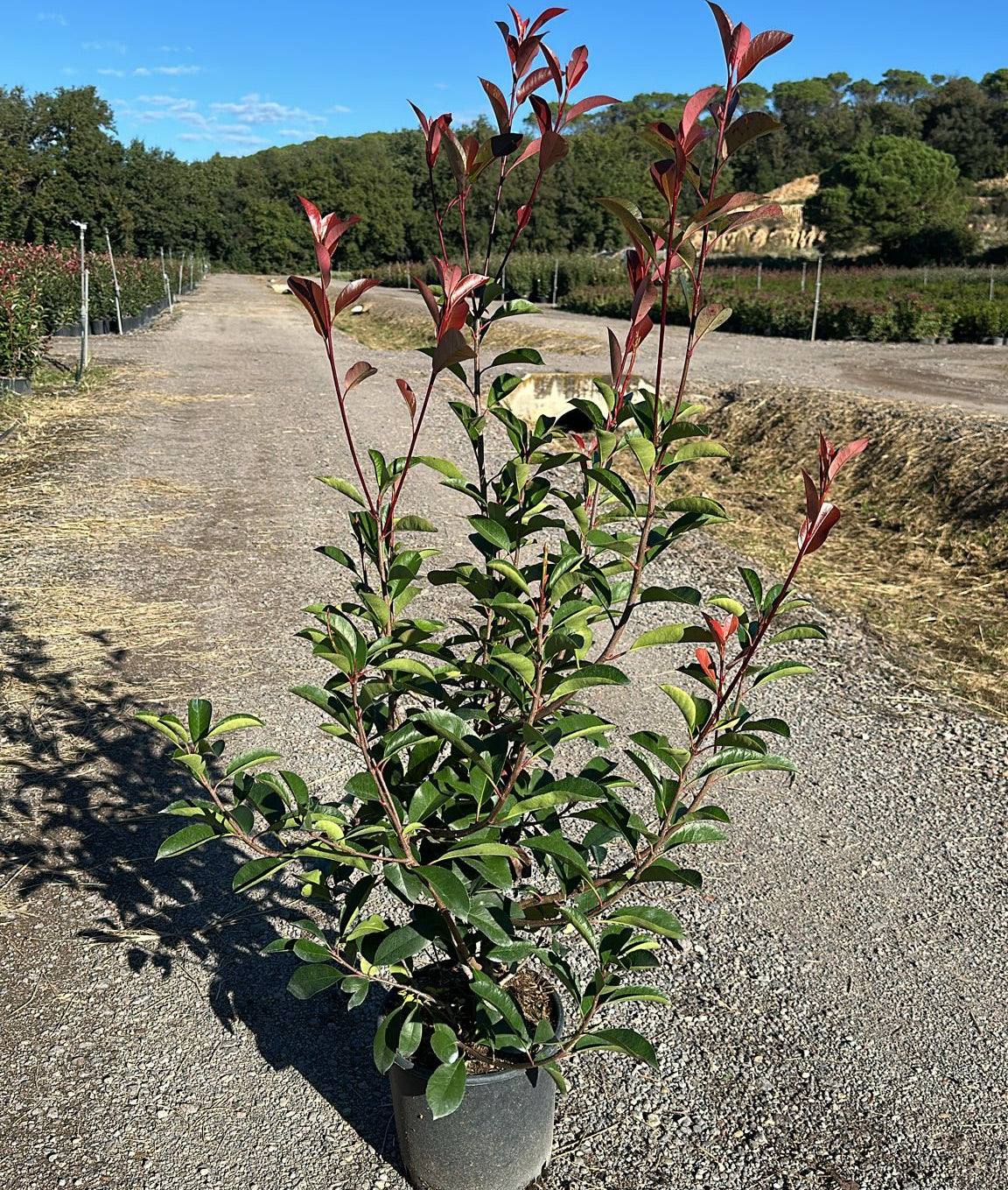 Photinia × fraseri 'Red Robin'
