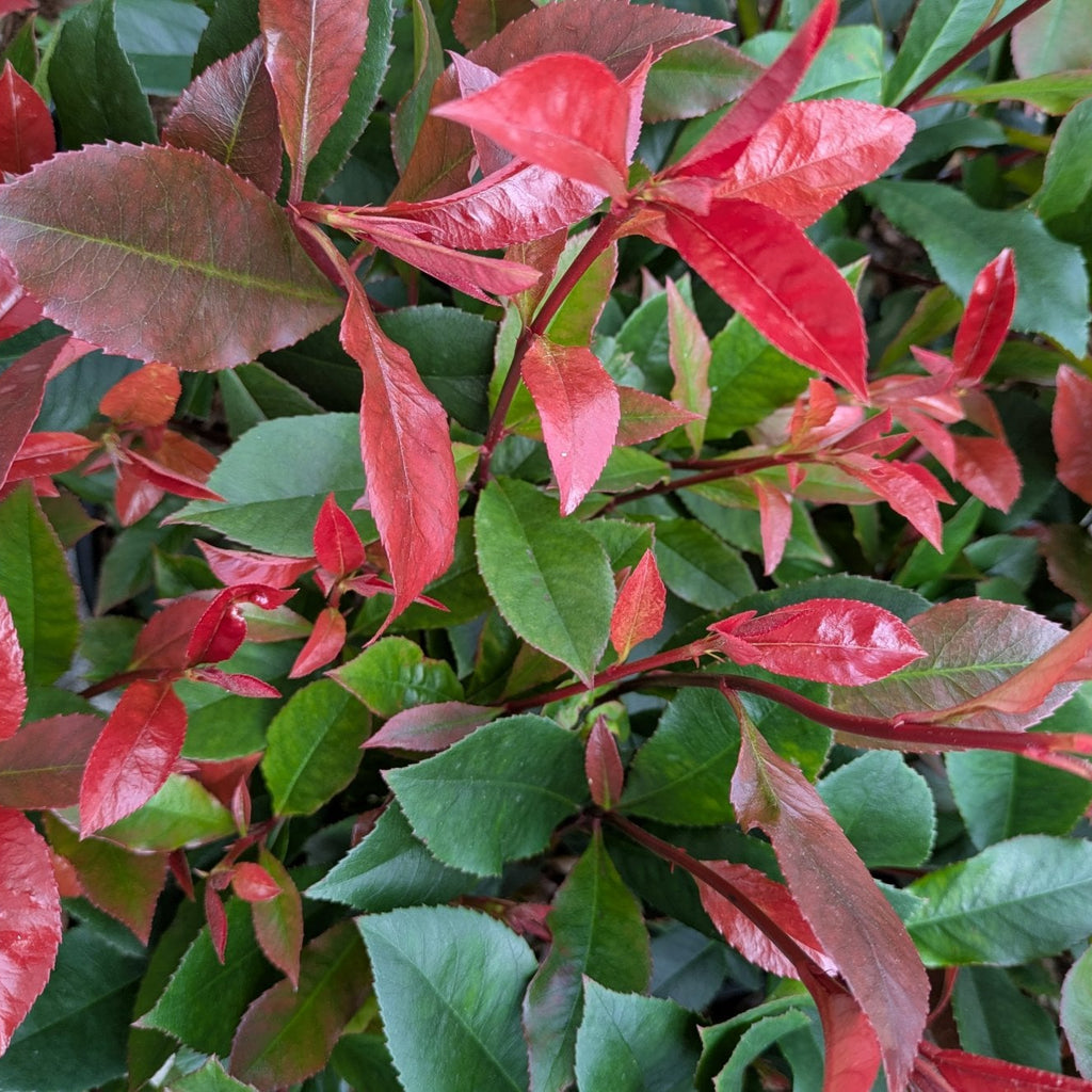 Photinia × fraseri 'Carré Rouge'