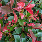 Photinia × fraseri 'Carré Rouge'
