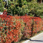 Photinia × fraseri 'Carré Rouge'