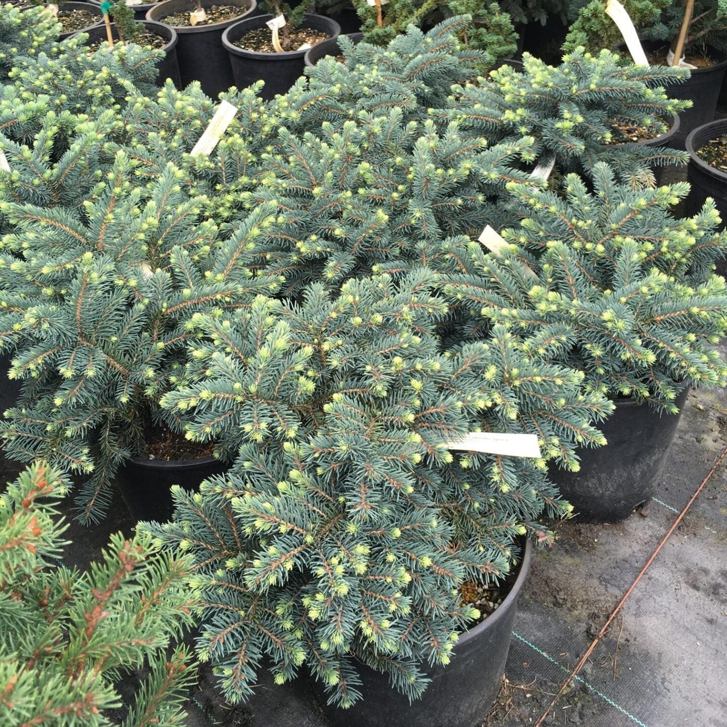 Picea Abies Waldbrunn